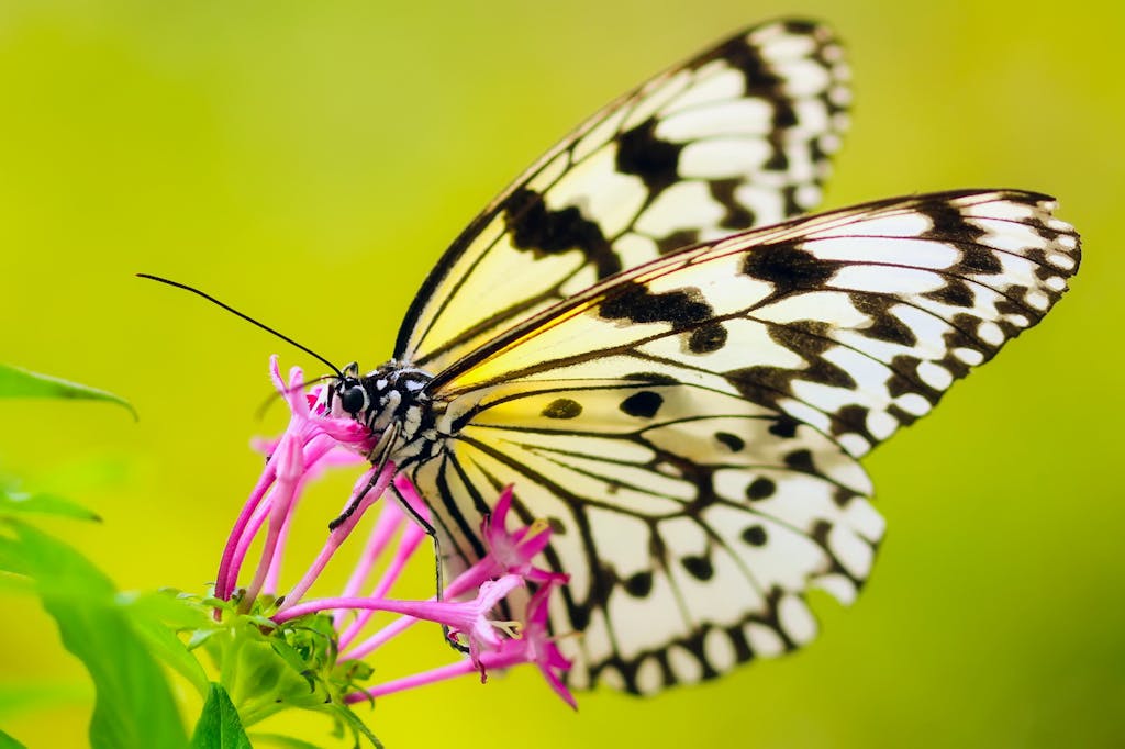 Close-up of Butterfly Pollinating Flower